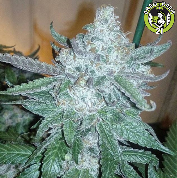 Bild von Orange Sherbet Gorilla Cookies