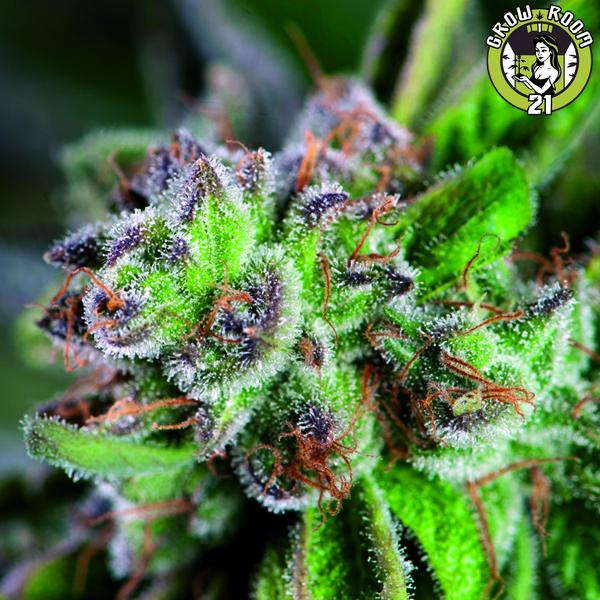 Bild von Watermelon Zkittlez
