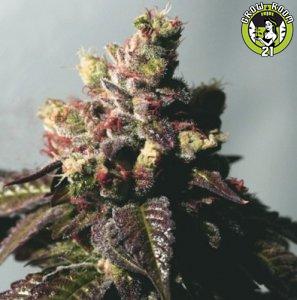 Bild von Passion Berry
