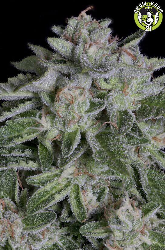 Bild von Watermelon Zkittlez