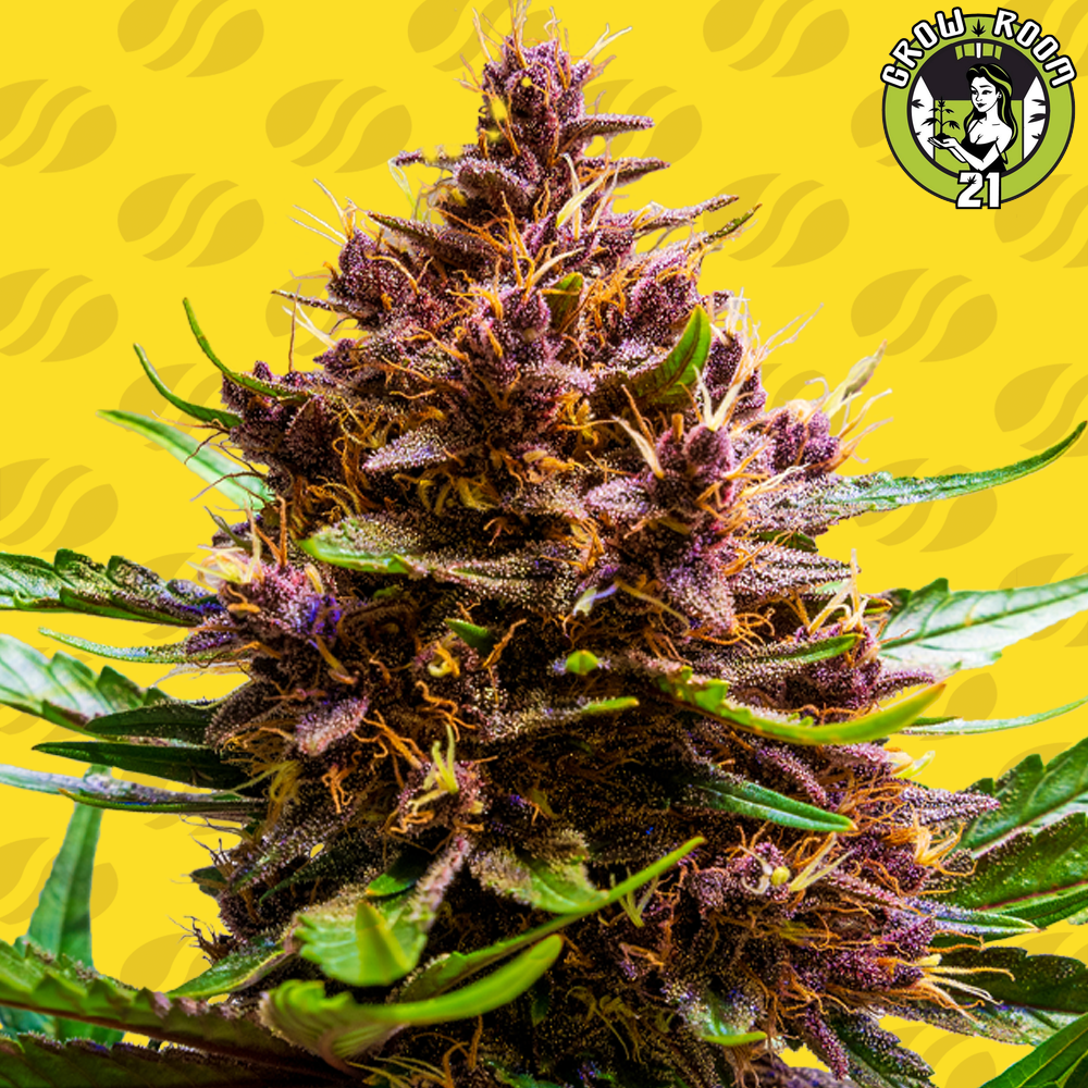 Bild von Pink Rozay x Strawberry Banana Auto