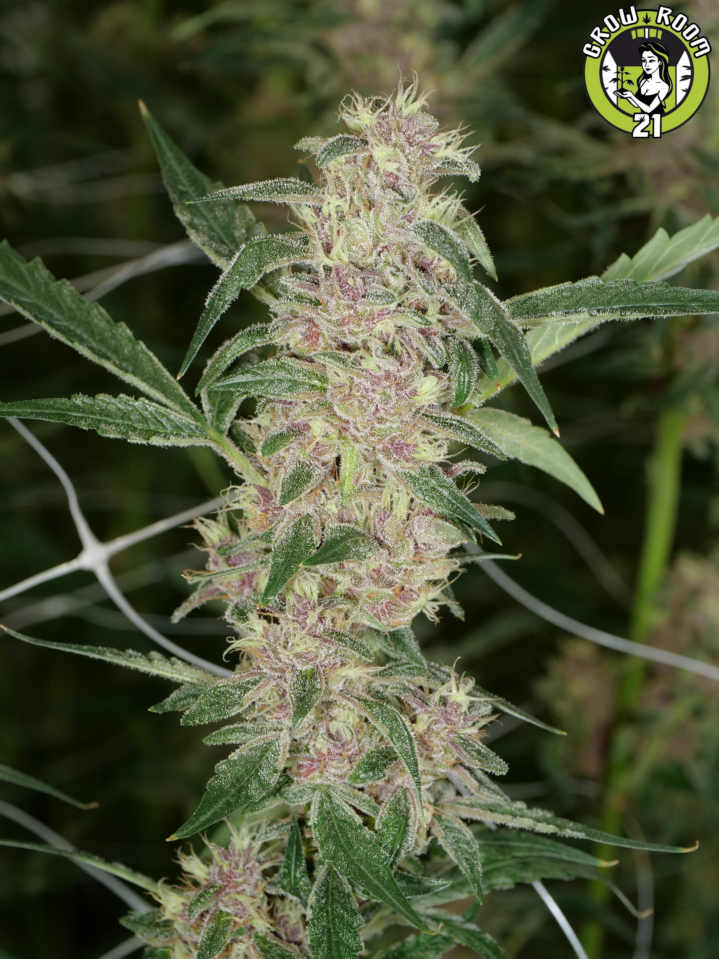 Bild von Purple Kernel Haze