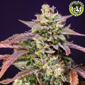 Bild von Purple Punch OG XL Auto