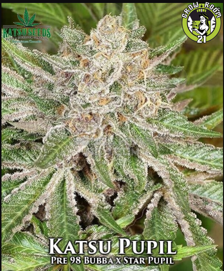 Bild von Katsu Pupil