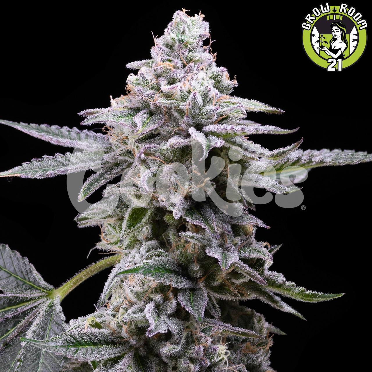 Bild von Ritz Carlton 37