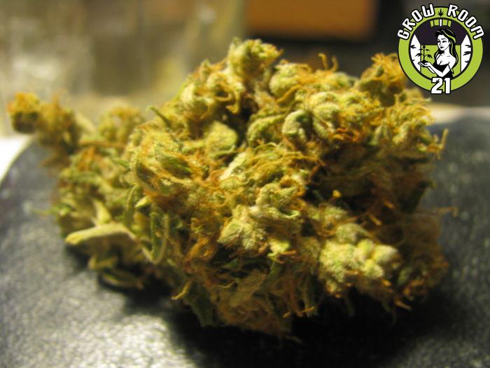 Bild von Uptown Haze