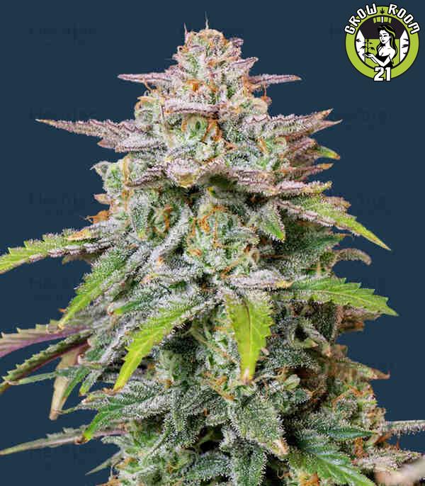 Bild von Runtz Autoflower