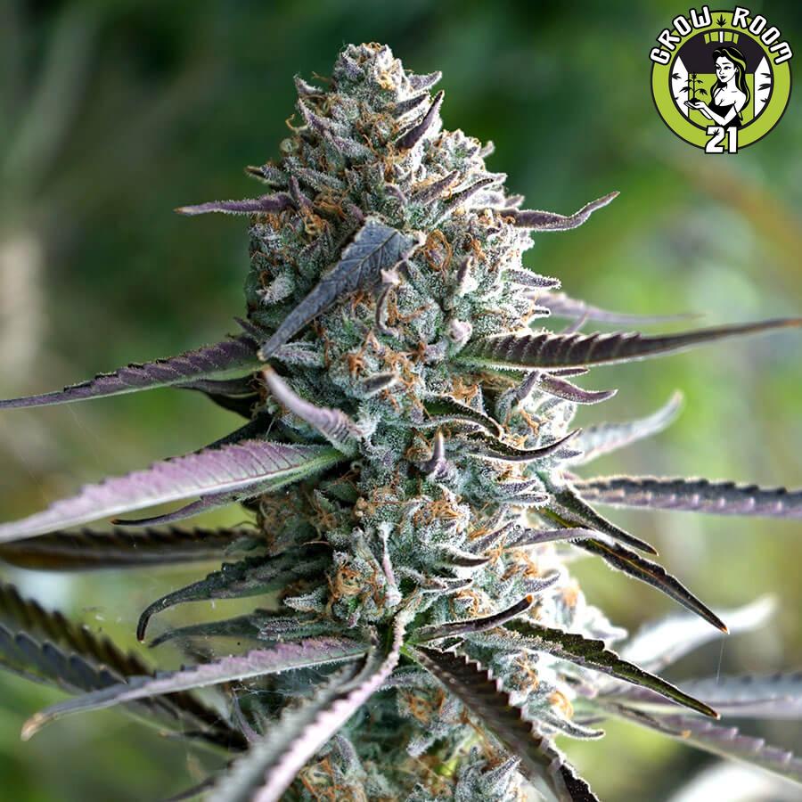Bild von Runtz Fast Flowering