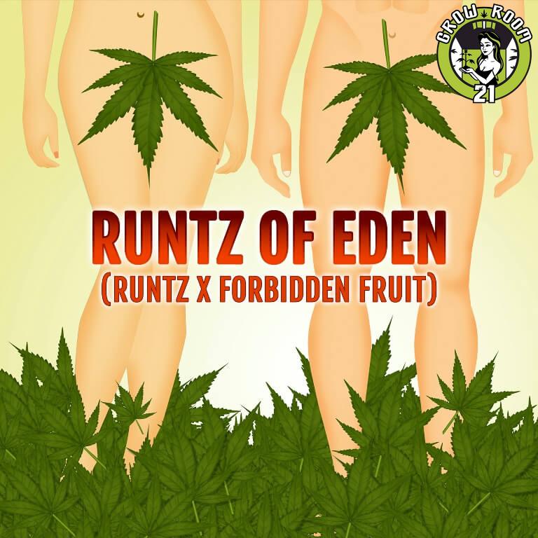 Bild von Runtz Of Eden