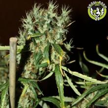 Bild von CBD Mango Haze