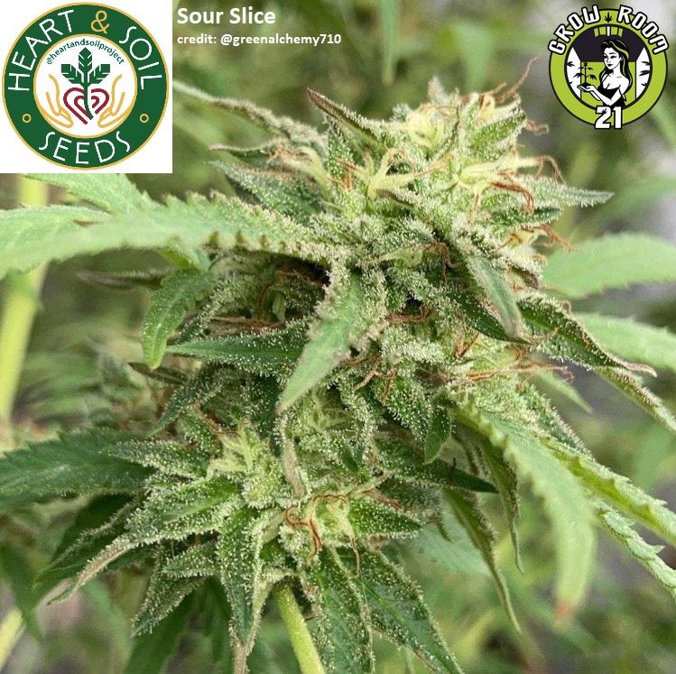 Bild von Sour Slice