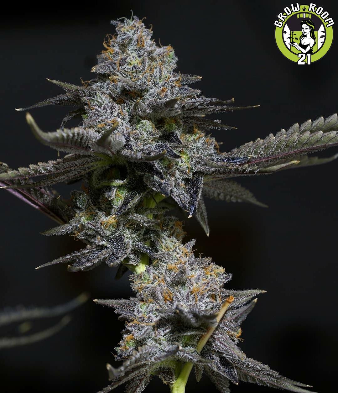 Bild von Watermelon Zkittlez F2