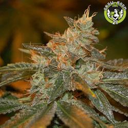 Bild von Cataract Kush