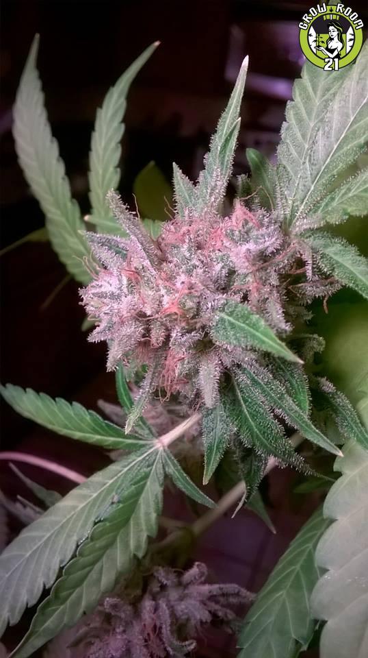 Bild von Super Sour CBD