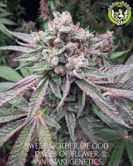 Bild von Sweet Mother of God