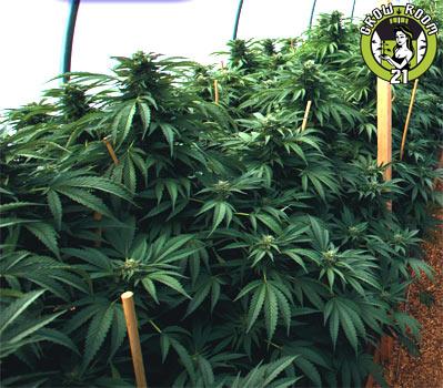 Bild von Mastodon Kush