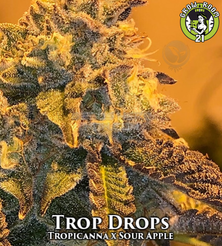 Bild von Trop Drops