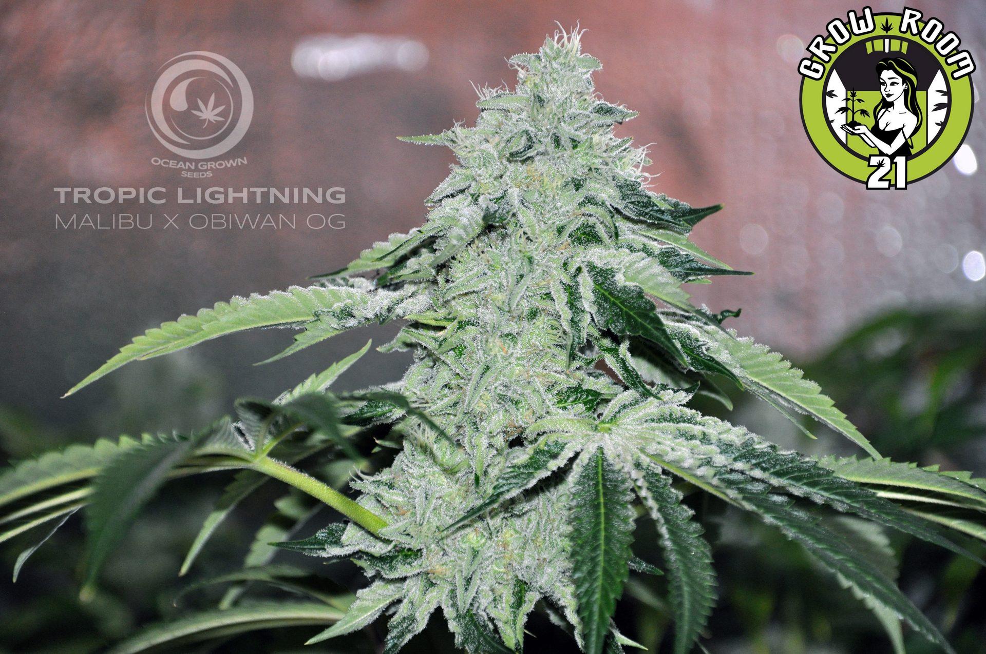 Bild von Tropic Lightning