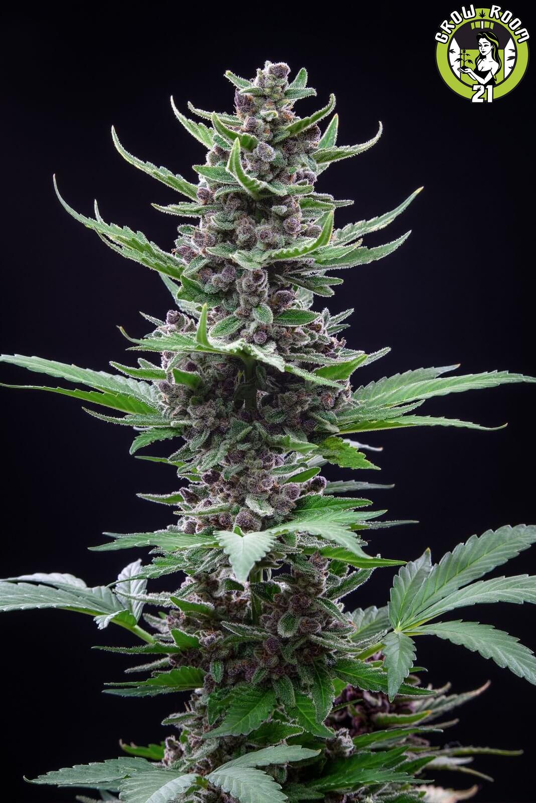 Bild von Tropicana Cookies Auto