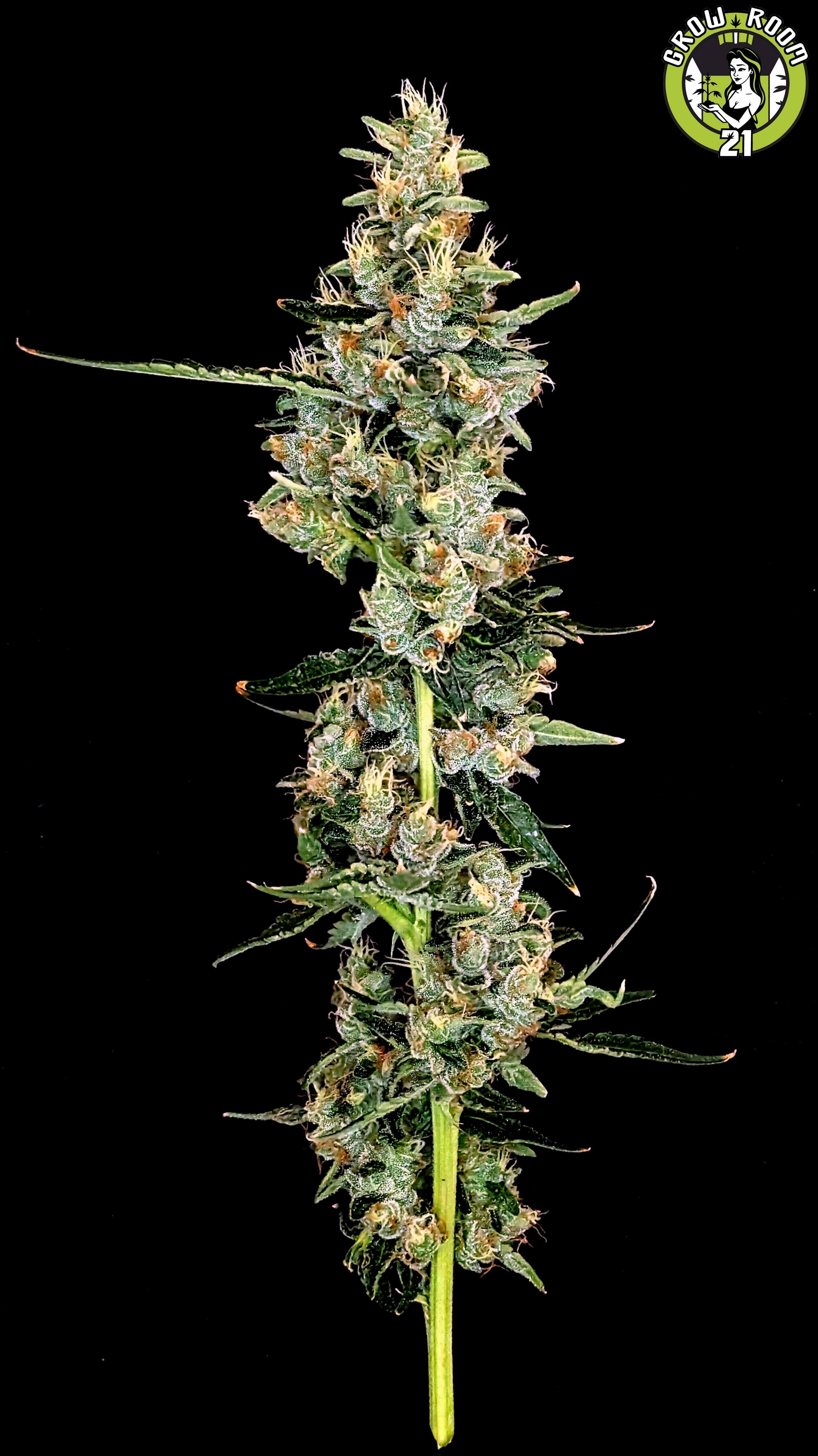 Bild von Tropicana Haze