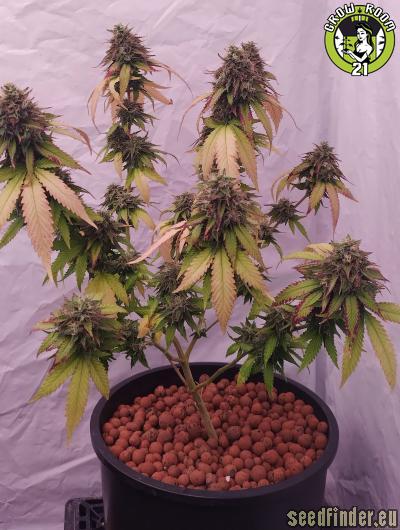 Bild von Tropicorn Porn