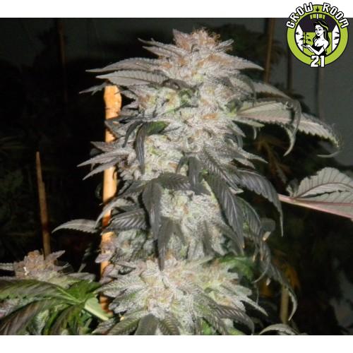 Bild von Molikai Kush