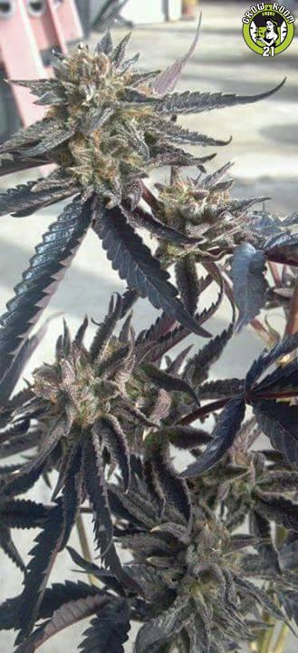 Bild von Space Kush