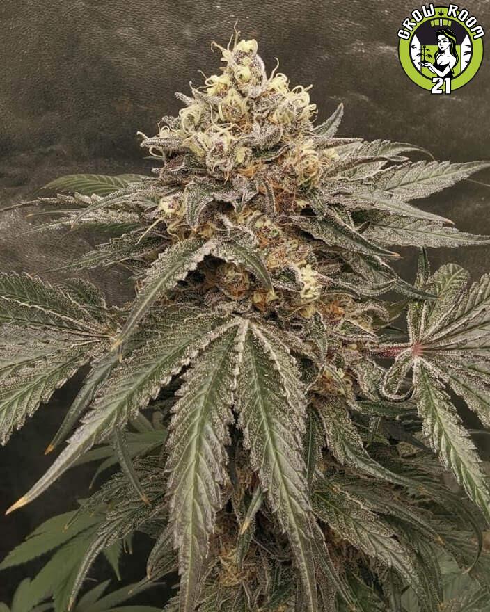 Bild von Wildside Punch