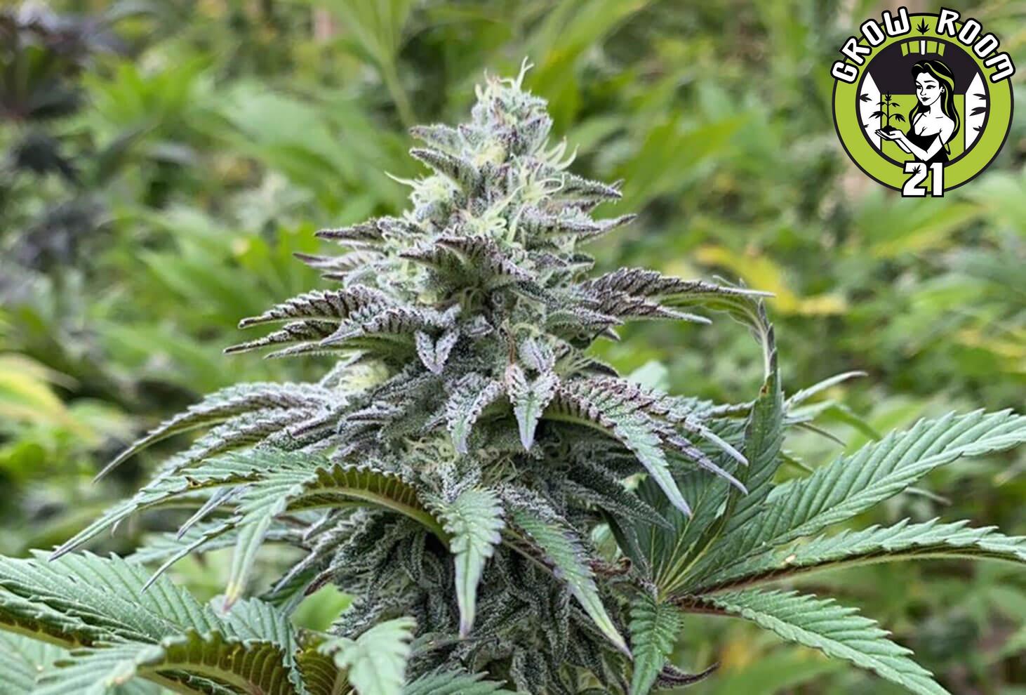 Bild von Zkit Kandy Dream Auto