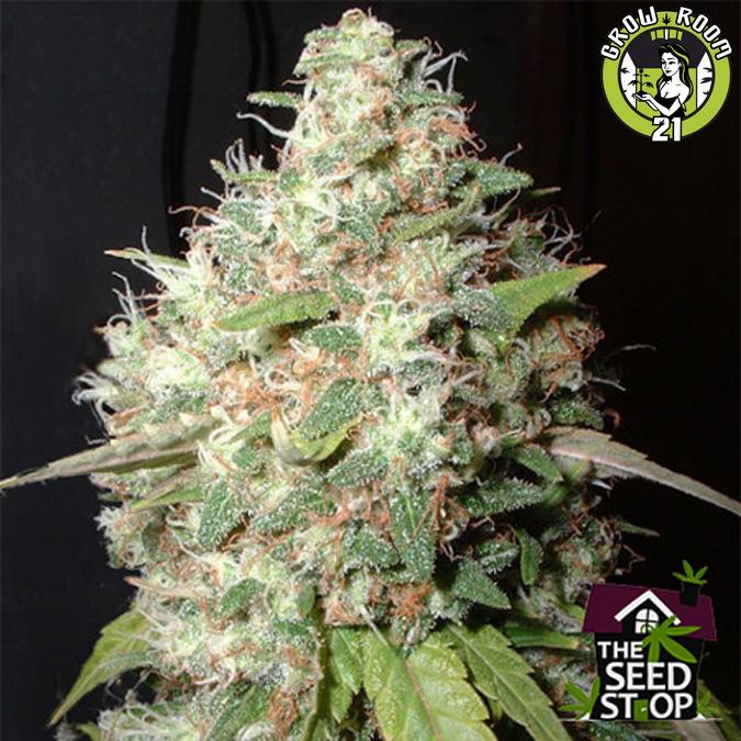 Bild von Orange Bubba Kush