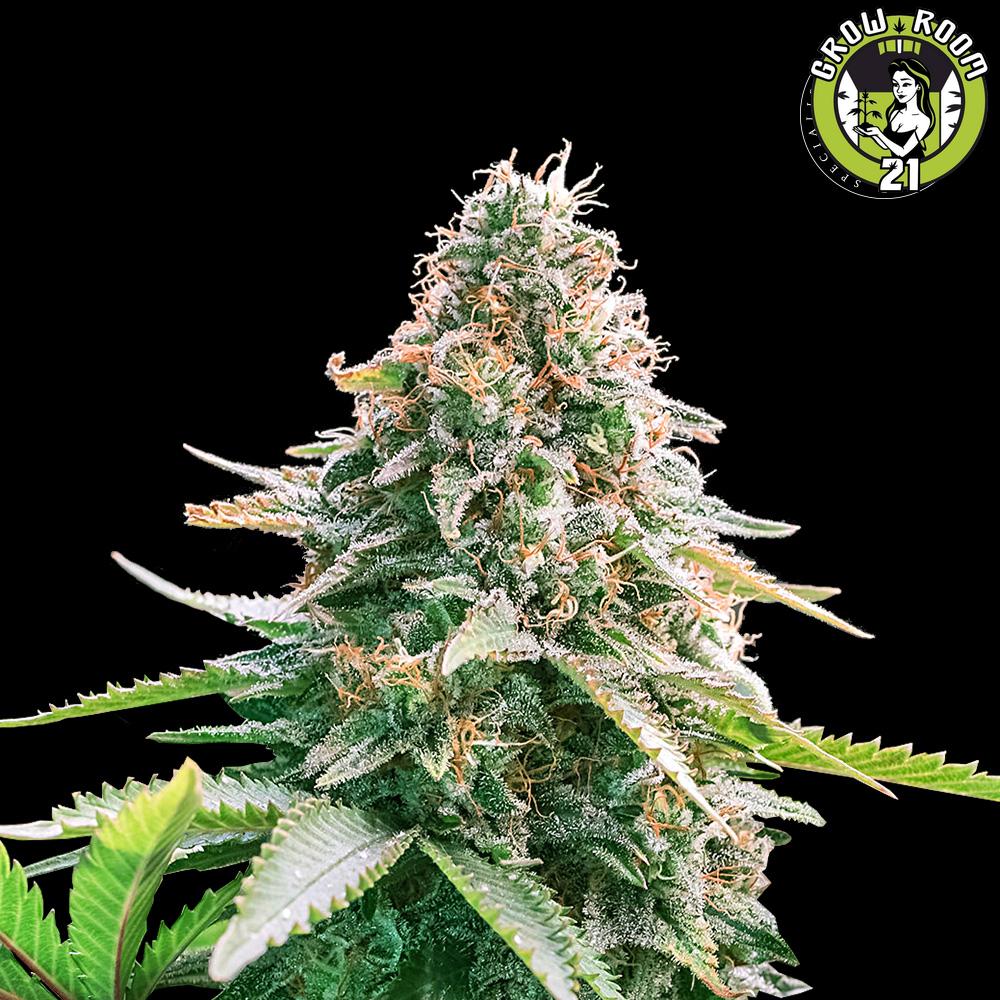 Bild von Auto Gelato Samba