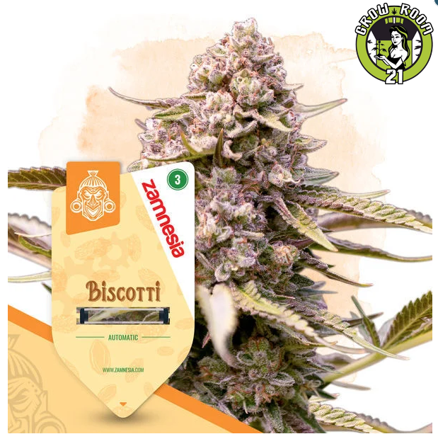 Bild von Biscotti Automatic