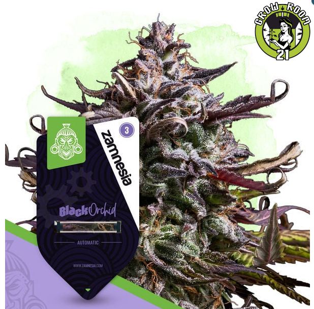 Bild von Black Orchid Automatic