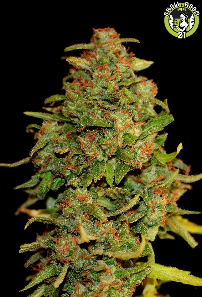 Bild von Blue Kraken Auto