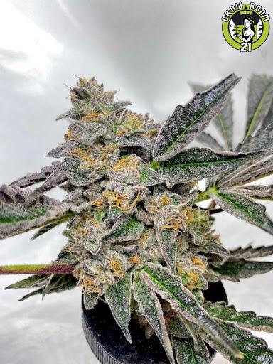 Bild von Blueberry Thai