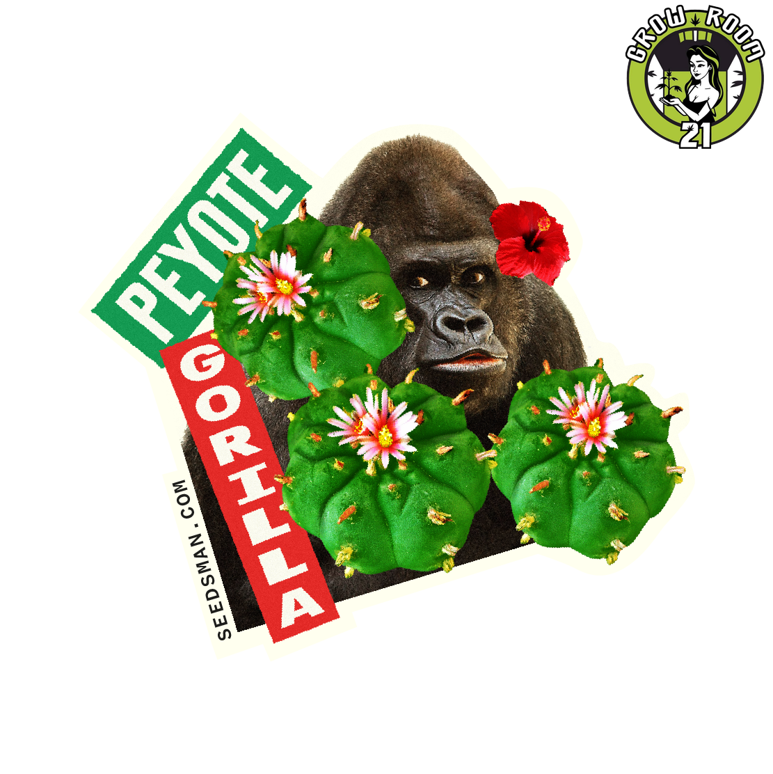 Bild von Peyote Gorilla