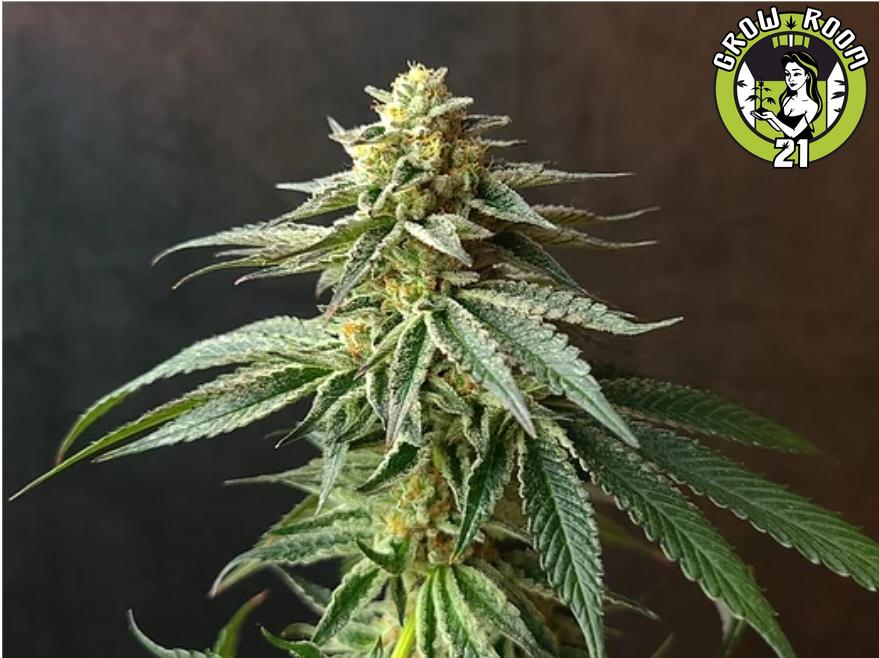 Bild von Bubble Butter Breath