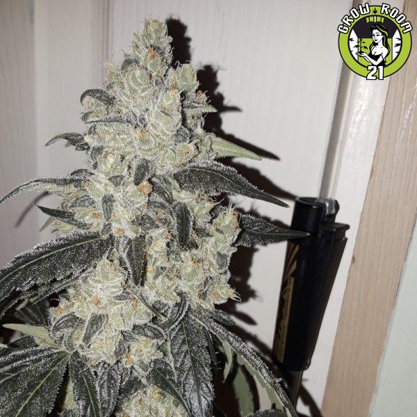 Bild von Bubblegum BX