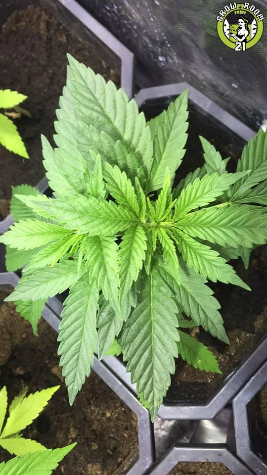 Bild von CBD Kongs Kush