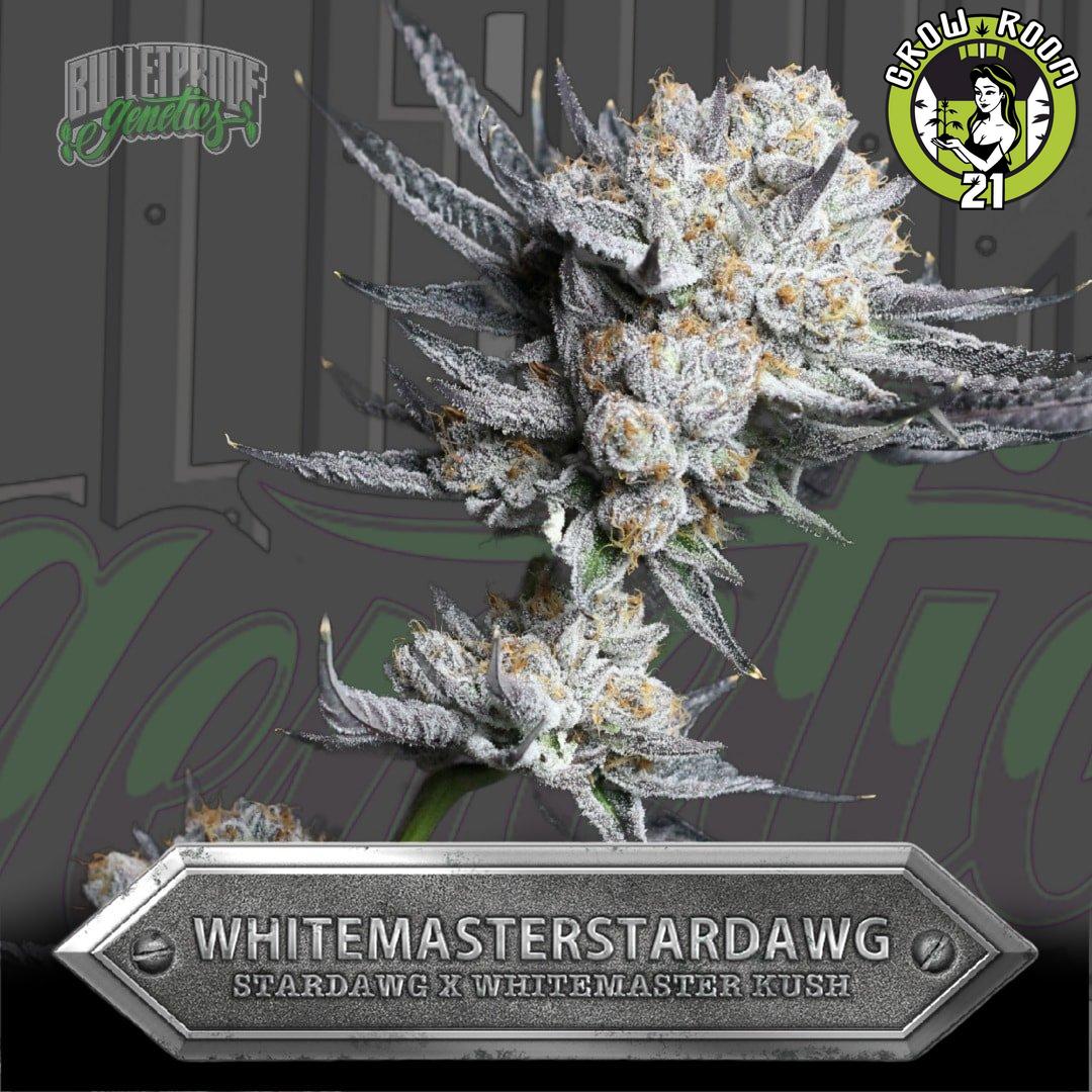 Bild von White Master Star Dawg