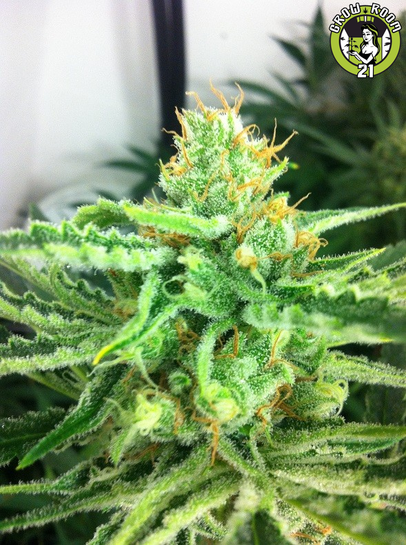 Bild von Gorilla Haze
