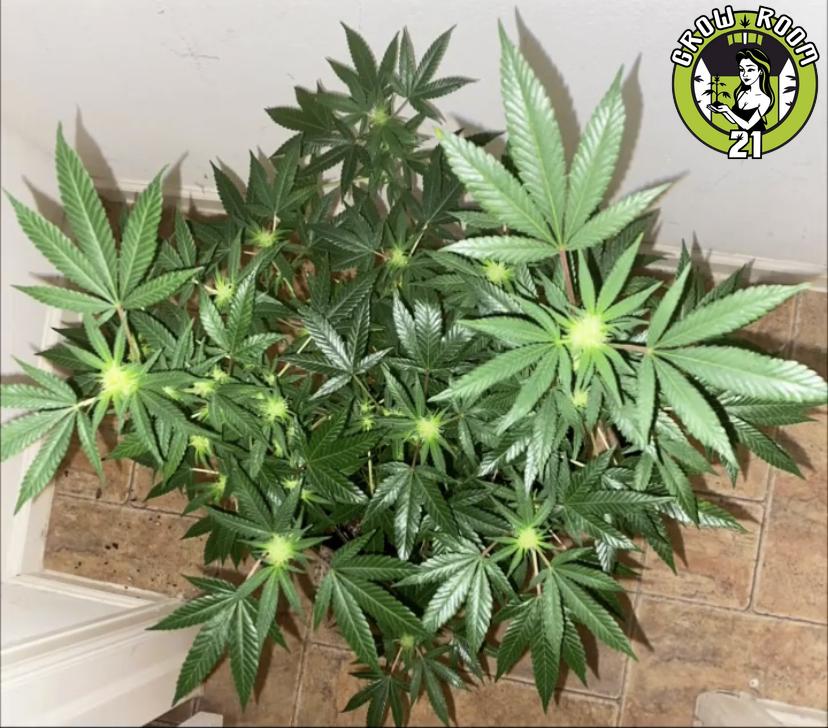 Bild von Chocolate Hash Breath