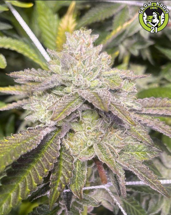 Bild von Grape Stomper OG BX