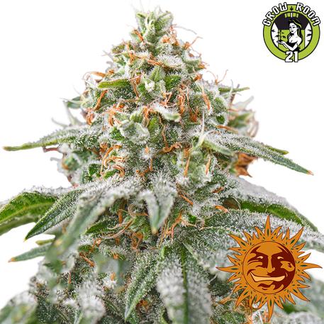 Bild von Pink Kush