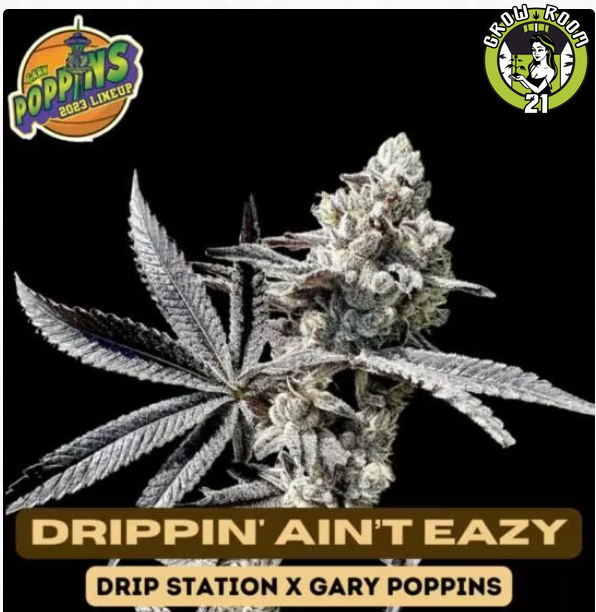 Bild von Drippin Aint Eazy