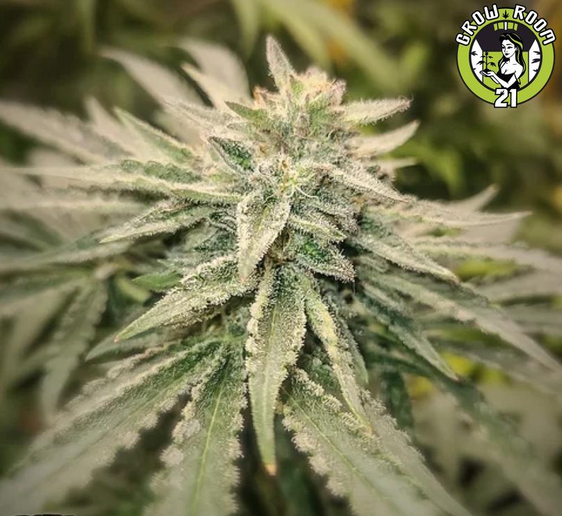 Bild von Furry Lemons