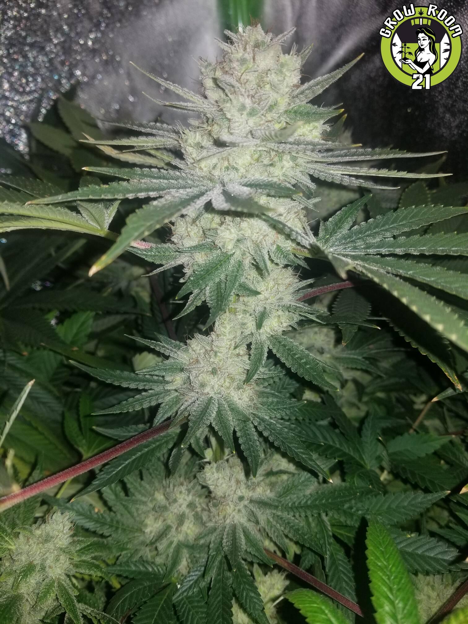 Bild von Gorilla Glue 4 R.I.L.