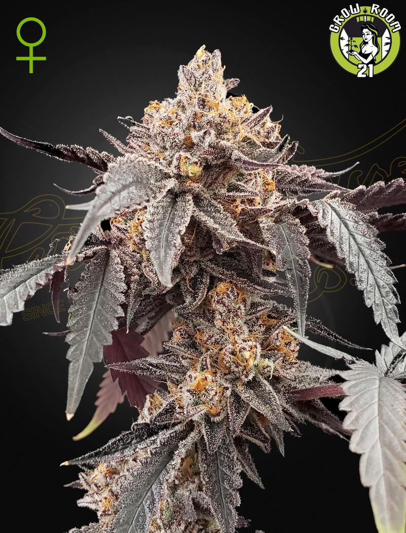 Bild von Guava x Gelato 41 Auto
