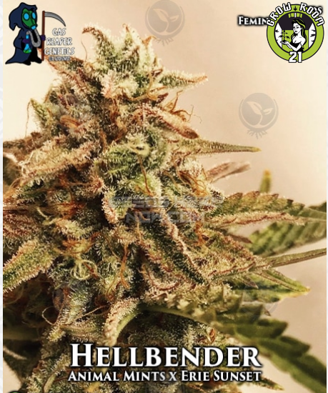 Bild von Hellbender