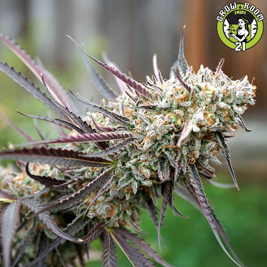 Bild von Ice Cream Cake Fast Flowering